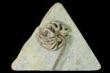Fossil Crinoid (Agaricocrinus) - Crawfordsville, Indiana #150434-1